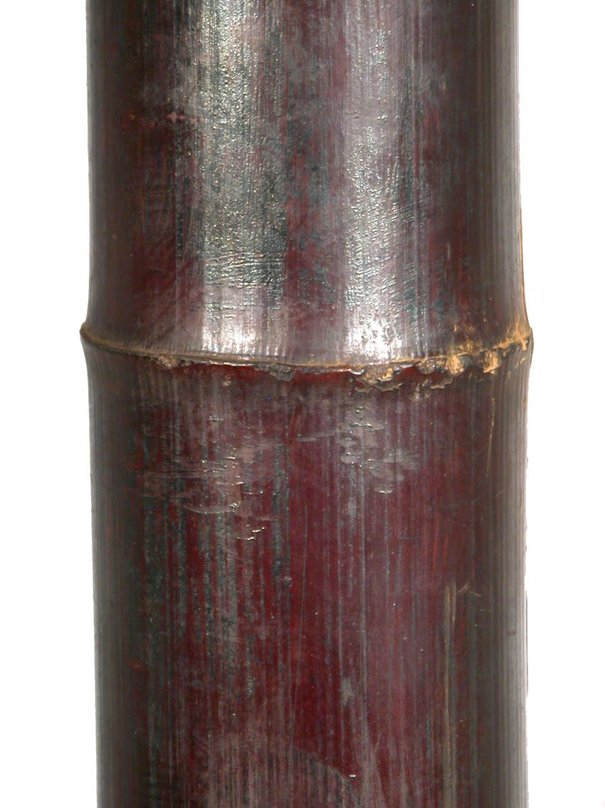 Caña bambu natural caoba - Ø8/10x200cm