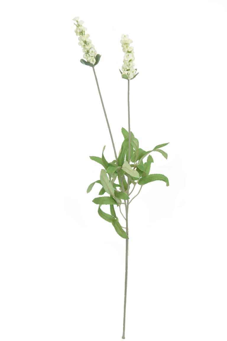 Lavanda crema - 68cm