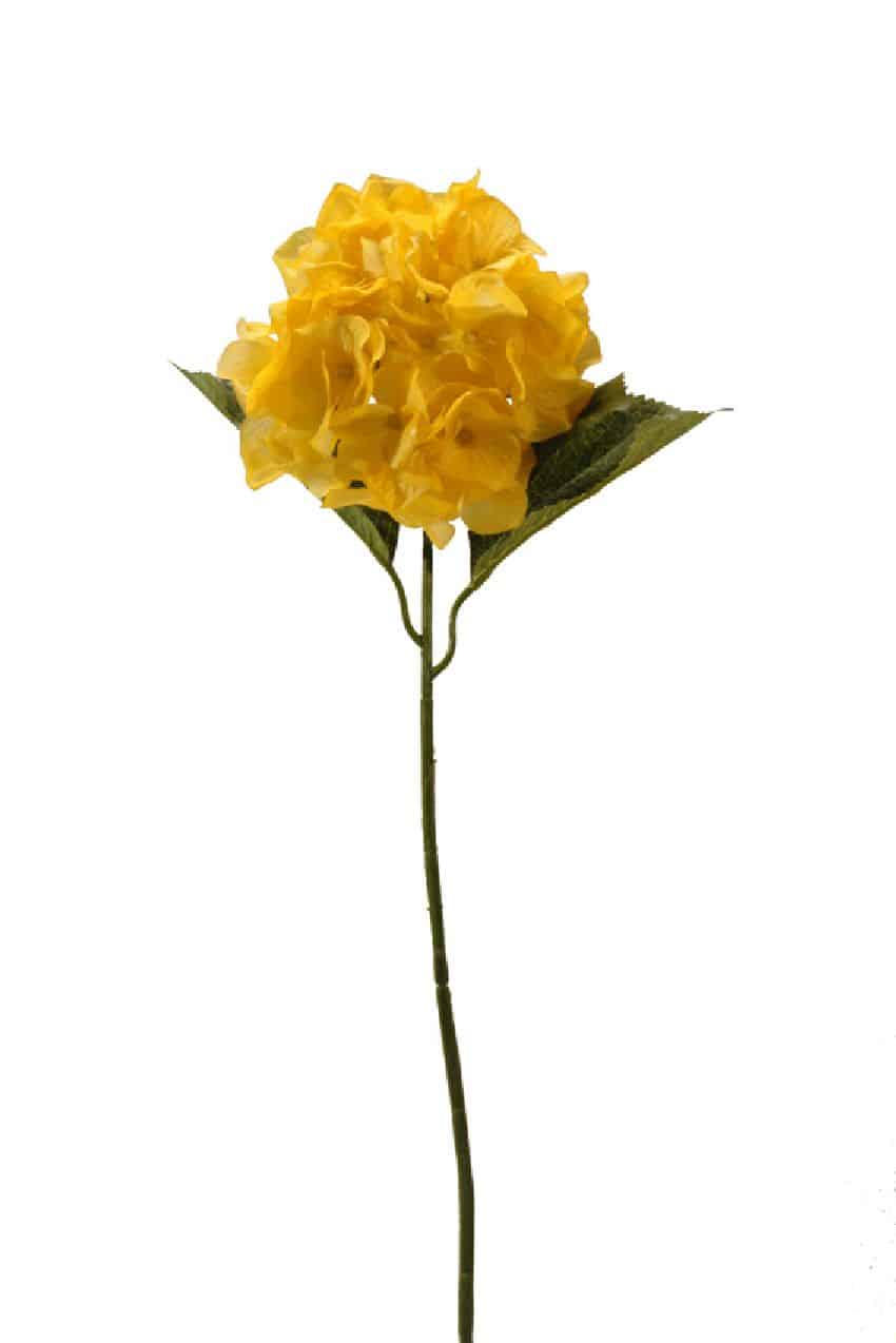 Hortensia amarilla - Ø15x70cm