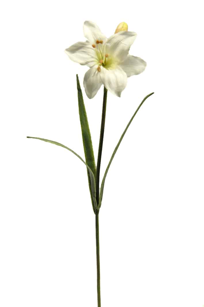Lilium casablanca crema - Ø13x70cm