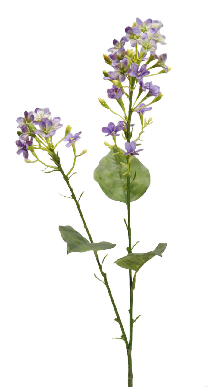 Ixora lavanda - 75cm