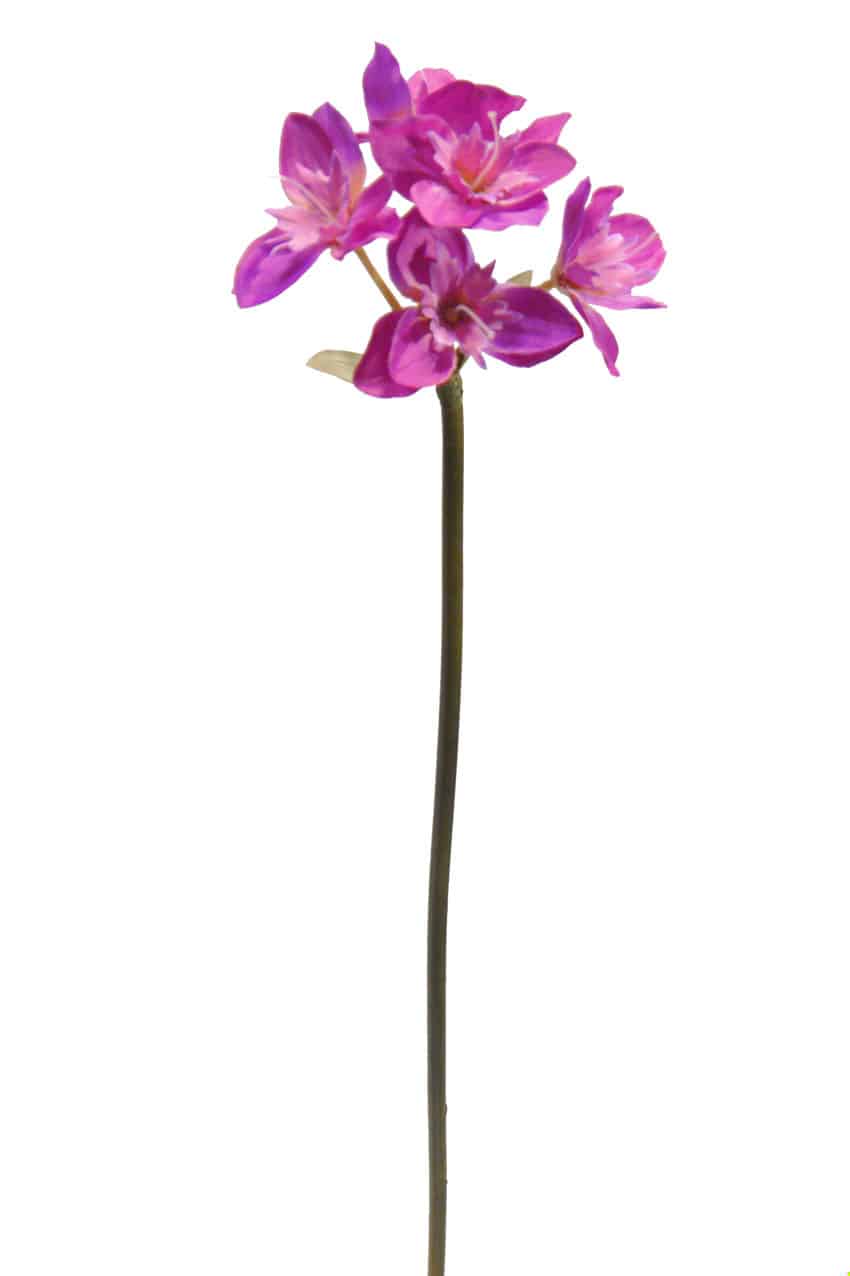 Lilium Amazon magenta - Ø14x65cm