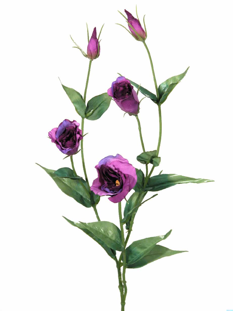 Eustoma violeta - 80cm