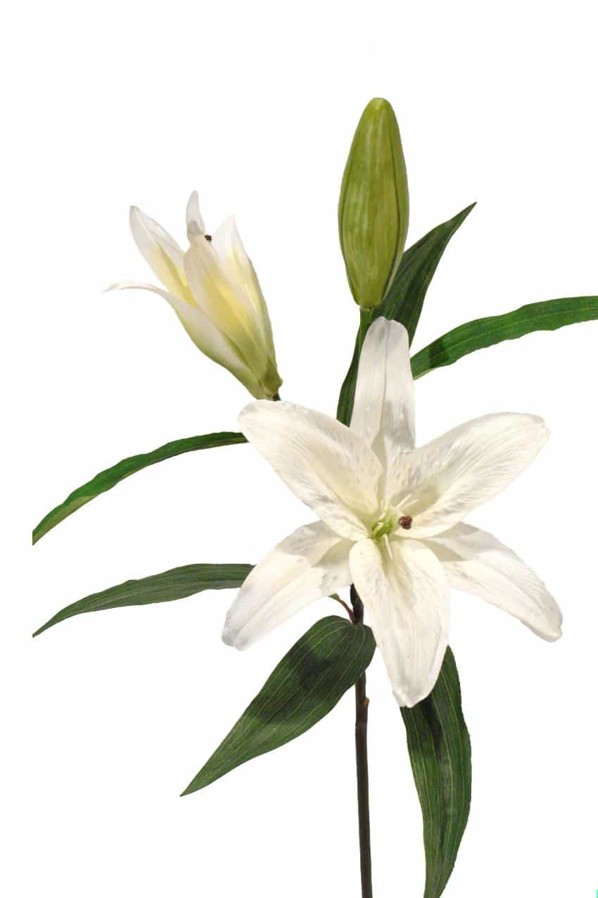 Lilium Casablanca crema goma - Ø21x80cm