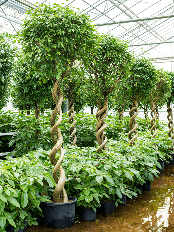 Ficus benjamin 'exótica'