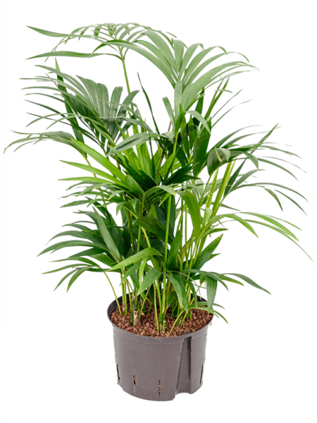 Kentia (Howea) Forsteriana