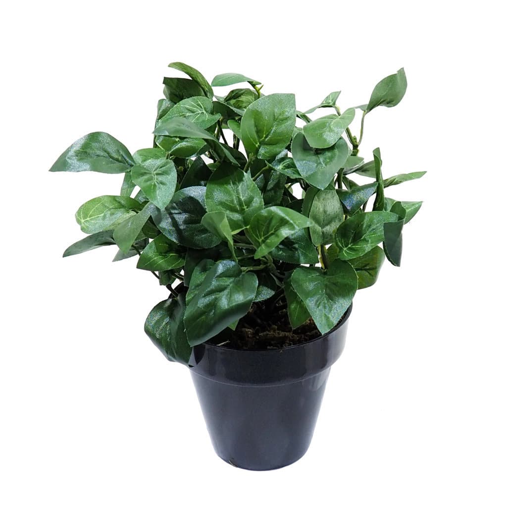 Philo verde con maceta - Ø10x20cm