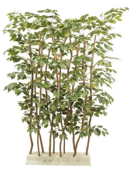 Seto de ficus basic verde - 80x50x110cm.