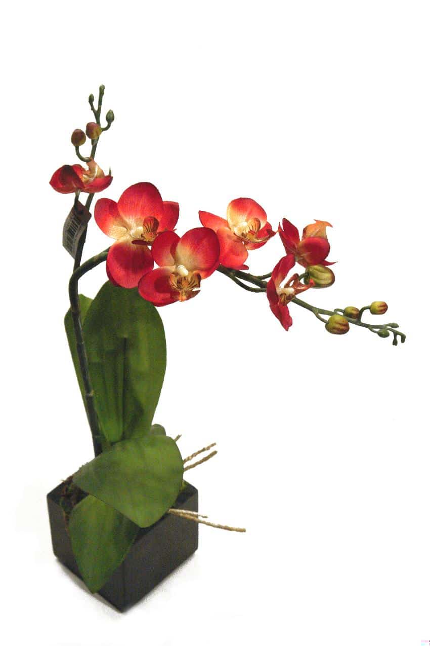 Black box Orquídea naranja - 8x8x38cm