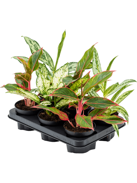 Mezcla de aglaonema 6 / bandeja