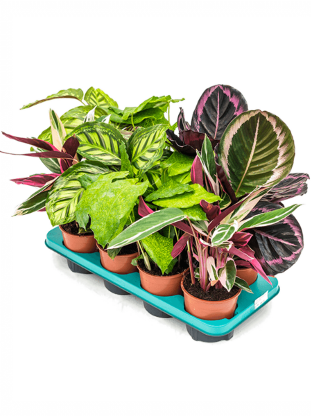 Mezcla de Calathea 8 / Bandeja