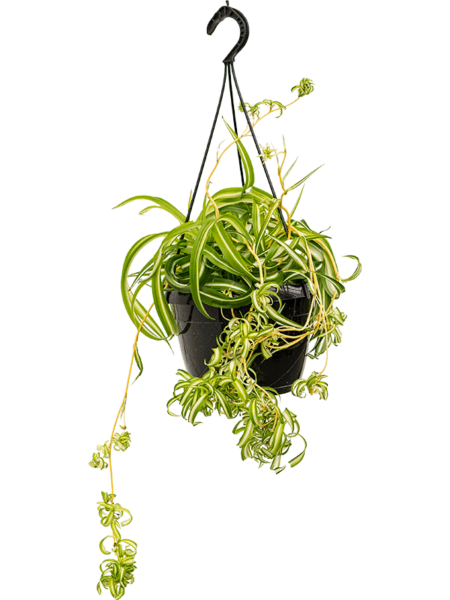 Clorófito comositum 'bonnie'