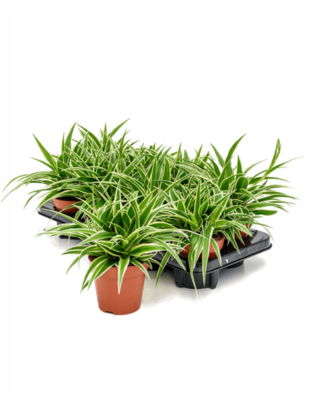 Chlorophytum comositum 'ocean' 8 / bandeja