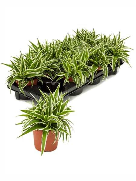 Chlorophytum comositum 'ocean' 8 / bandeja