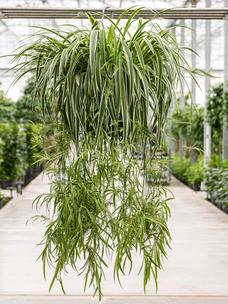 Clorofitum comositum 'ocean' xxl