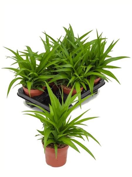 Clorofitum comositum 'limón' 6 / bandeja