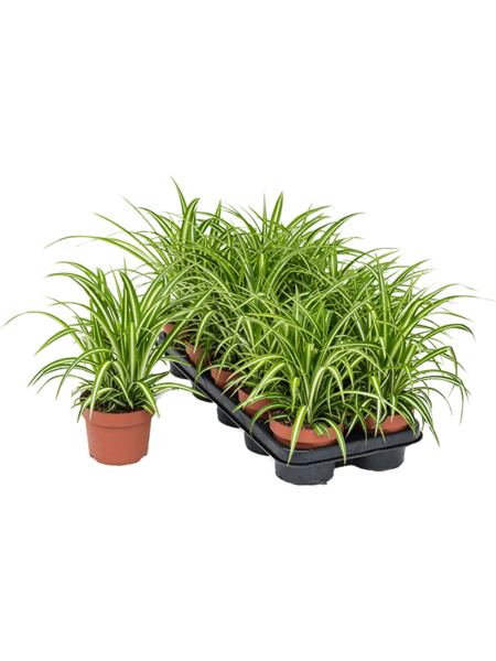 Clorofitum comositum 'variegatum' 10 / bandeja