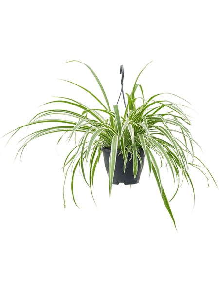 Clorófito comositum 'vittatum'