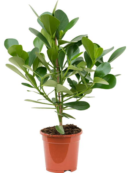 Clusia Rosea 'Green Magic'