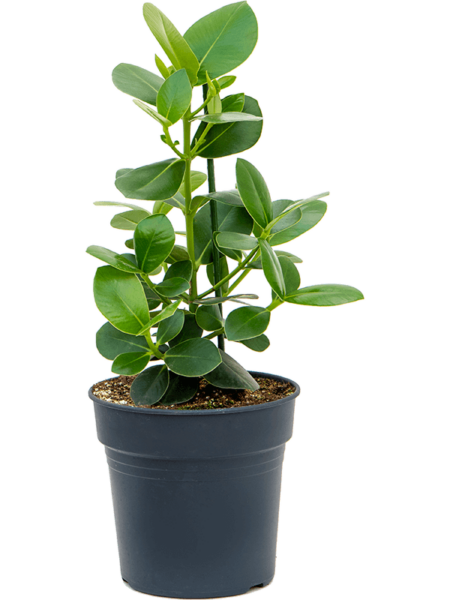 Clusia Rosea 'Princess'