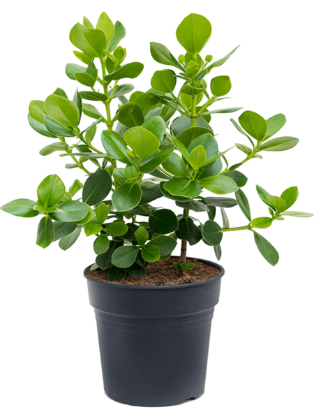 Clusia Rosea 'Princess'