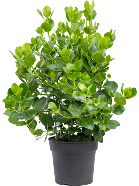 Clusia Rosea 'Princess'