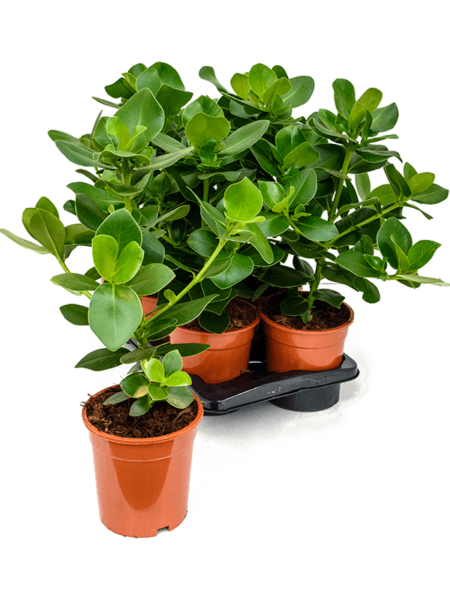 Clusia Rosea 'Princess' 6 / bandeja