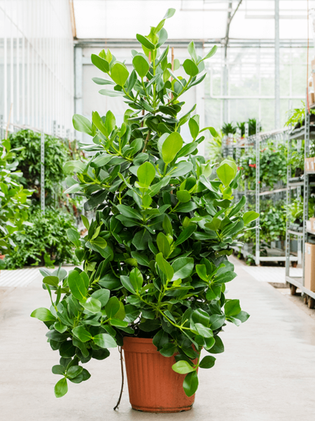 Clusia Rosea 'Princess'