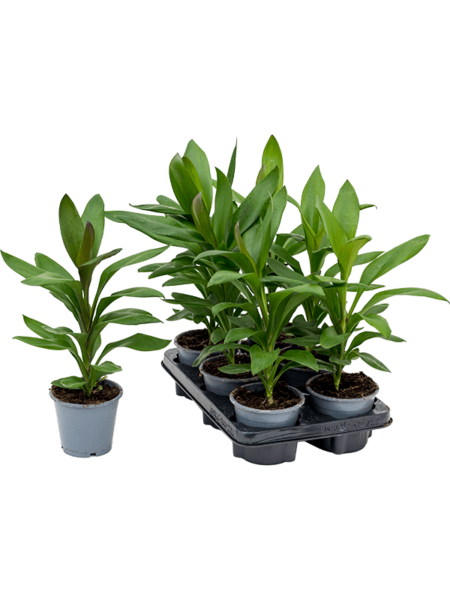 Cordyline 'Glauca' 6 / bandeja