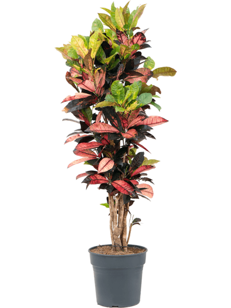 Croton (Codiaeum) Variegatum 'Sra.Iceton '