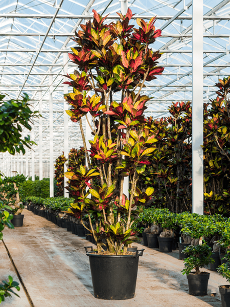 Croton (Codiaeum) Variegatum 'Sra.Iceton '