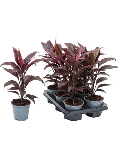 Cordyline Fruticosa 'Mambo' 6 / Bandeja