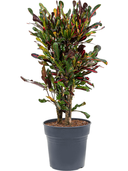 Croton (codiaeum) variegatum 'mami'