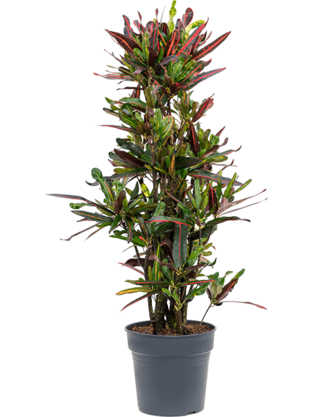 Croton (codiaeum) variegatum 'mami'