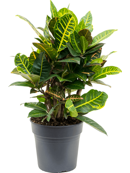 Croton (Codiaeum) Variegatum 'Petra'