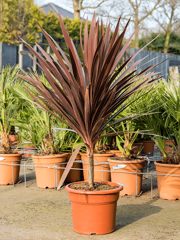 Cordyline Australis 'Red Star'