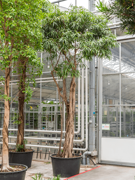 Las figuras binnendijkii 'otros'