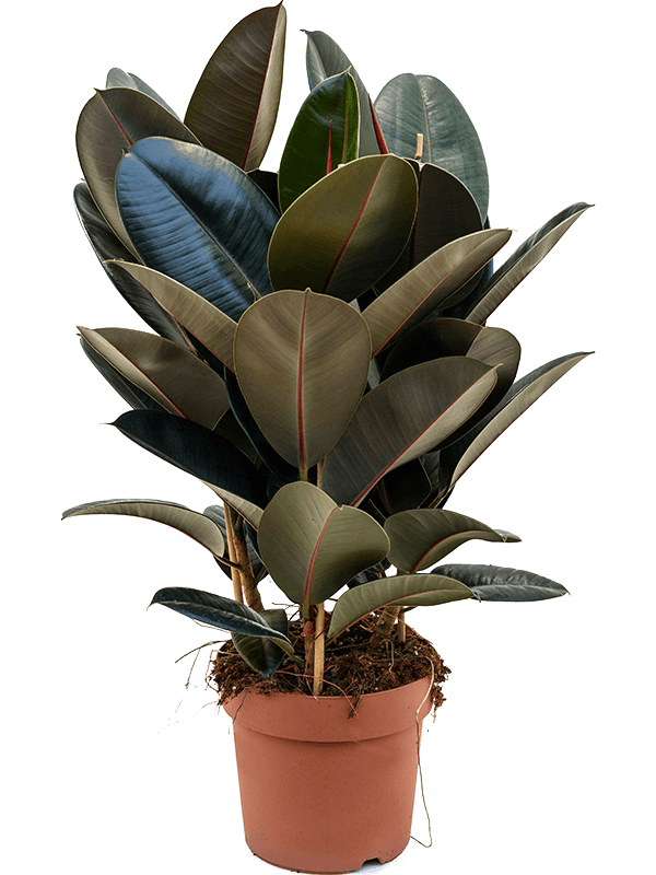 Ficus elastica 'Abidjan'