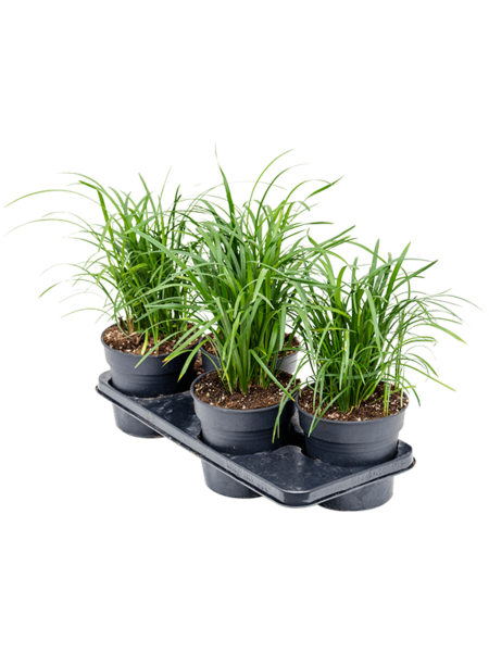 Liriope Muscari 'Big Blue' 4 / Bandeja