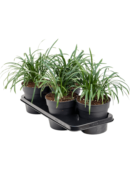 Liriope Muscari 'Purple Explosion' 4 / Bandeja