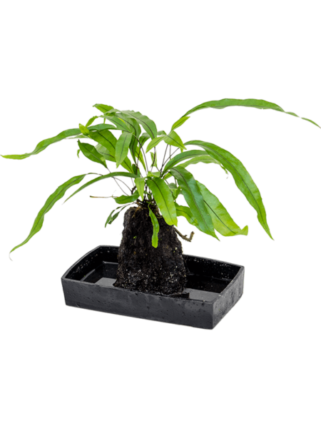 Lova Microsorum Diversifolium