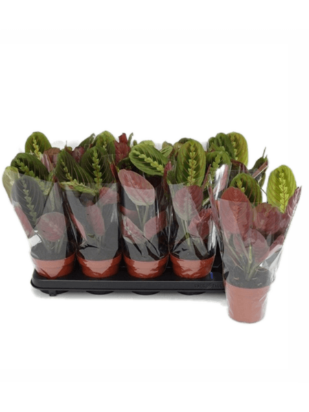 Maranta Leuconeura 'fascinator' 10 / bandeja