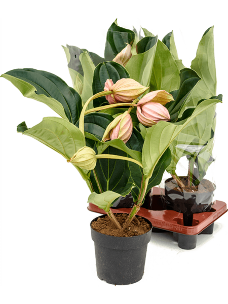 Magnífica medinilla