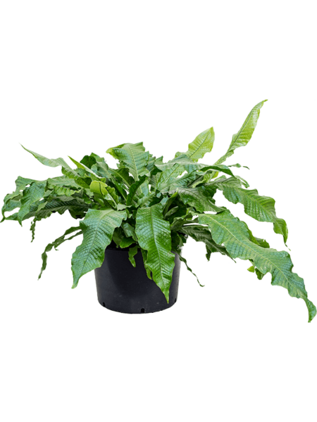 Microsorum crocodylus