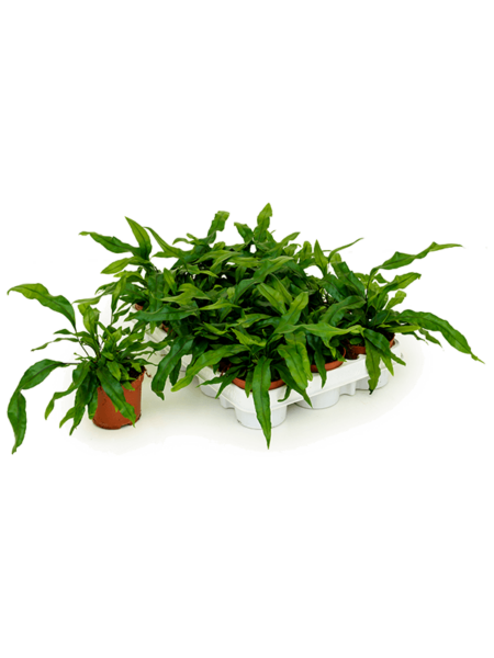 Microsorum Diversifolium 12 / Bandeja