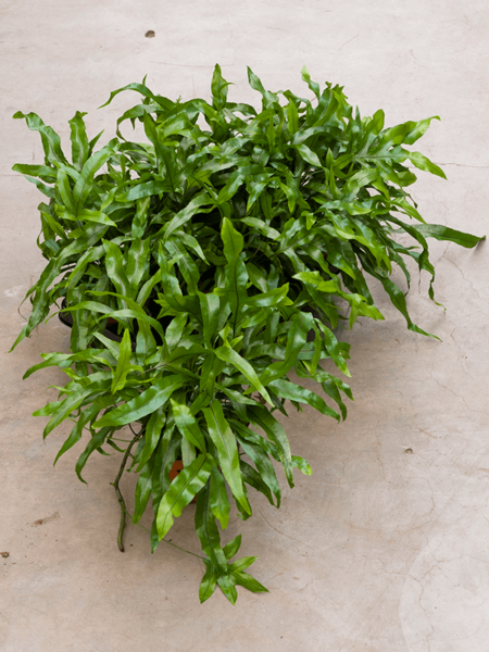 Microsorum Diversifolium 6 / Bandeja