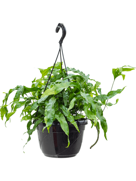 Microsorum Diversifolium