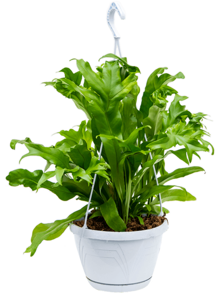 Microsorum 'Green Flame'