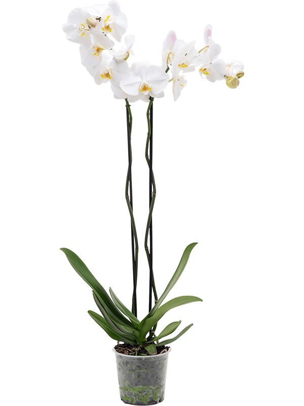 Forma de Phalaenopsis de '4 / bandeja