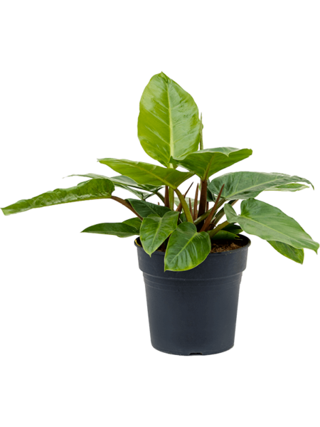 PHILODENDRON 'MELINONII'